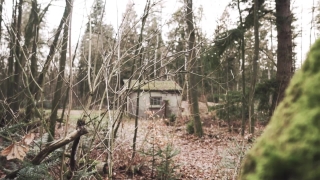 Tree, Forest, Trees, Woody Plant, Plant, Hovel