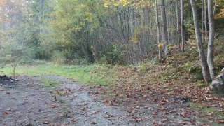 Tree, Forest, Woody Plant, Autumn, Landscape, Trees