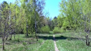 Tree, Forest, Woody Plant, Birch, Landscape, Vascular Plant