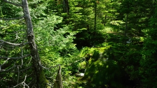 Tree, Forest, Woody Plant, Landscape, Plant, Fir