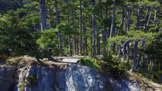 Tree, Forest, Woody Plant, Landscape, River, Trees