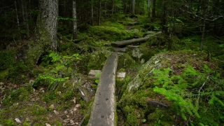 Tree, Forest, Woody Plant, Landscape, Trees, Southern Beech