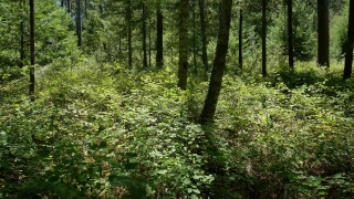 Tree, Forest, Woody Plant, Landscape, Trees, Vascular Plant