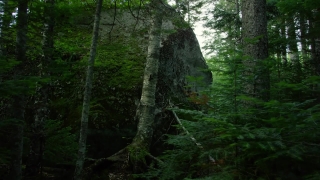 Tree, Forest, Woody Plant, Landscape, Trees, Vascular Plant