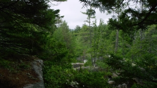 Tree, Forest, Woody Plant, Landscape, Trees, Vascular Plant