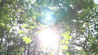 Tree, Forest, Woody Plant, Maple, Plant, Leaves