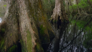 Tree, Forest, Woody Plant, Plant, Vascular Plant, Park