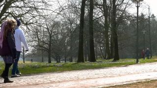 Tree, Forest, Woody Plant, Trees, Park, Landscape