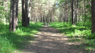 Tree, Forest, Woody Plant, Trees, Park, Landscape