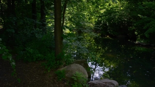 Tree, Forest, Woody Plant, Trees, Park, Landscape