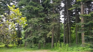 Tree, Forest, Woody Plant, Trees, Vascular Plant, Landscape
