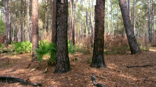 Tree, Forest, Woody Plant, Trees, Vascular Plant, Landscape