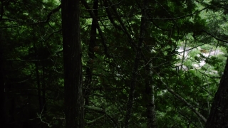 Tree, Forest, Woody Plant, Trees, Vascular Plant, Plant
