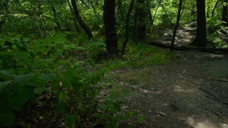 Tree, Forest, Woody Plant, Vascular Plant, Landscape, Trees