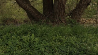 Tree, Forest, Woody Plant, Vascular Plant, Plant, Landscape