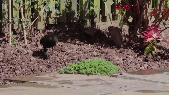 Tree, Garden, Plant, Armadillo, Landscape, Grass