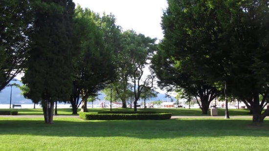 Tree, Golf, Grass, Woody Plant, Course, Vascular Plant