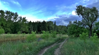 Tree, Landscape, Forest, Grass, Summer, Sky