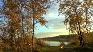 Tree, Landscape, Forest, Lake, Water, Sky