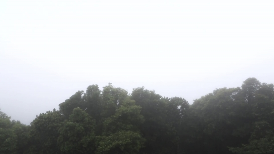 Tree, Landscape, Forest, Sky, Trees, Clouds