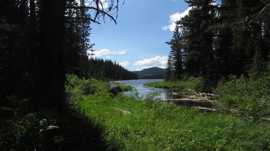Tree, Landscape, Forest, Swamp, River, Water