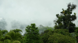 Tree, Landscape, Sky, Woody Plant, Forest, Grass