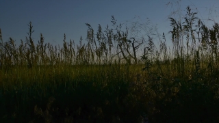 Tree, Landscape, Swamp, Sky, Land, Grass