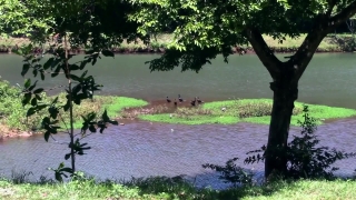 Tree, Landscape, Water, Forest, Lake, River