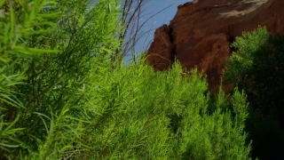 Tree, Landscape, Woody Plant, Park, Plant, Vascular Plant
