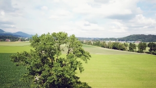 Tree, Landscape, Woody Plant, Sky, Plant, Grass