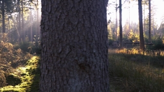 Tree, Megalith, Forest, Memorial, Structure, Trees