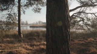 Tree, Megalith, Memorial, Forest, Woody Plant, Structure