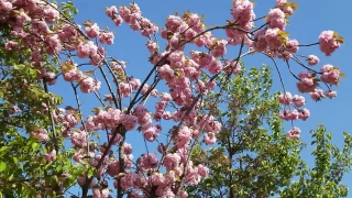 Tree, Peach, Branch, Almond, Fruit Tree, Woody Plant