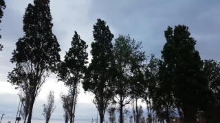 Tree, Pine, Trees, Forest, Fir, Woody Plant