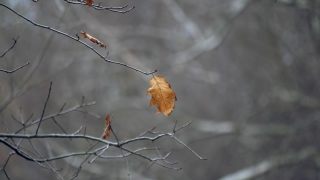 Tree, Plant, Branch, Autumn, Season, Woody Plant