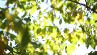 Tree, Plant, Leaf, Branch, Leaves, Forest