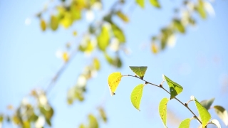 Tree, Plant, Leaf, Branch, Leaves, Spring