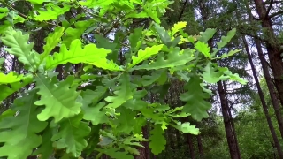 Tree, Plant, Leaf, Oak, Leaves, Woody Plant
