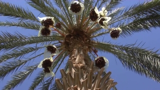 Tree, Plant, Palm, Cactus, Holiday, Tropical