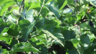 Tree, Plant, Vascular Plant, Leaves, Woody Plant, Leaf