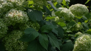 Tree, Plant, Vascular Plant, Woody Plant, Leaves, Leaf