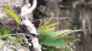 Tree, Plant, Woody Plant, Fern, Vascular Plant, Forest