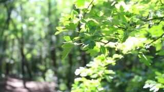 Tree, Plant, Woody Plant, Leaves, Leaf, Vascular Plant