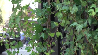 Tree, Plant, Woody Plant, Vascular Plant, Leaf, Leaves