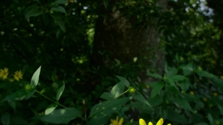 Tree, Plant, Woody Plant, Vascular Plant, Leaf, Spring