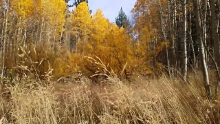 Tree, Poplar, Woody Plant, Autumn, Forest, Landscape