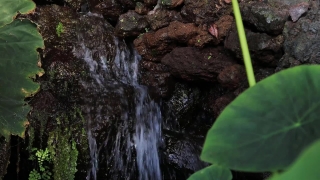 Tree, River, Rock, Stone, Water, Waterfall