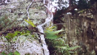 Tree, River, Woody Plant, Landscape, Rock, Stone