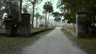 Tree, Sidewalk, Road, Trees, Landscape, Travel