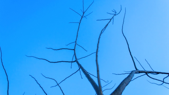 Tree, Sky, Branch, Snag, Plant, Branches